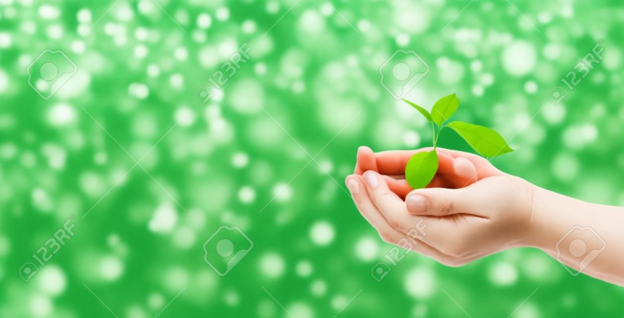 Una pianta in mano su uno sfondo verde. concetto di ecologia e giardinaggio. sfondo della bandiera della natura.