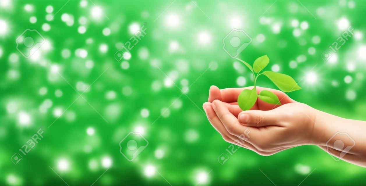 A plant in hands on a green background. Ecology and gardening concept. nature banner background.
