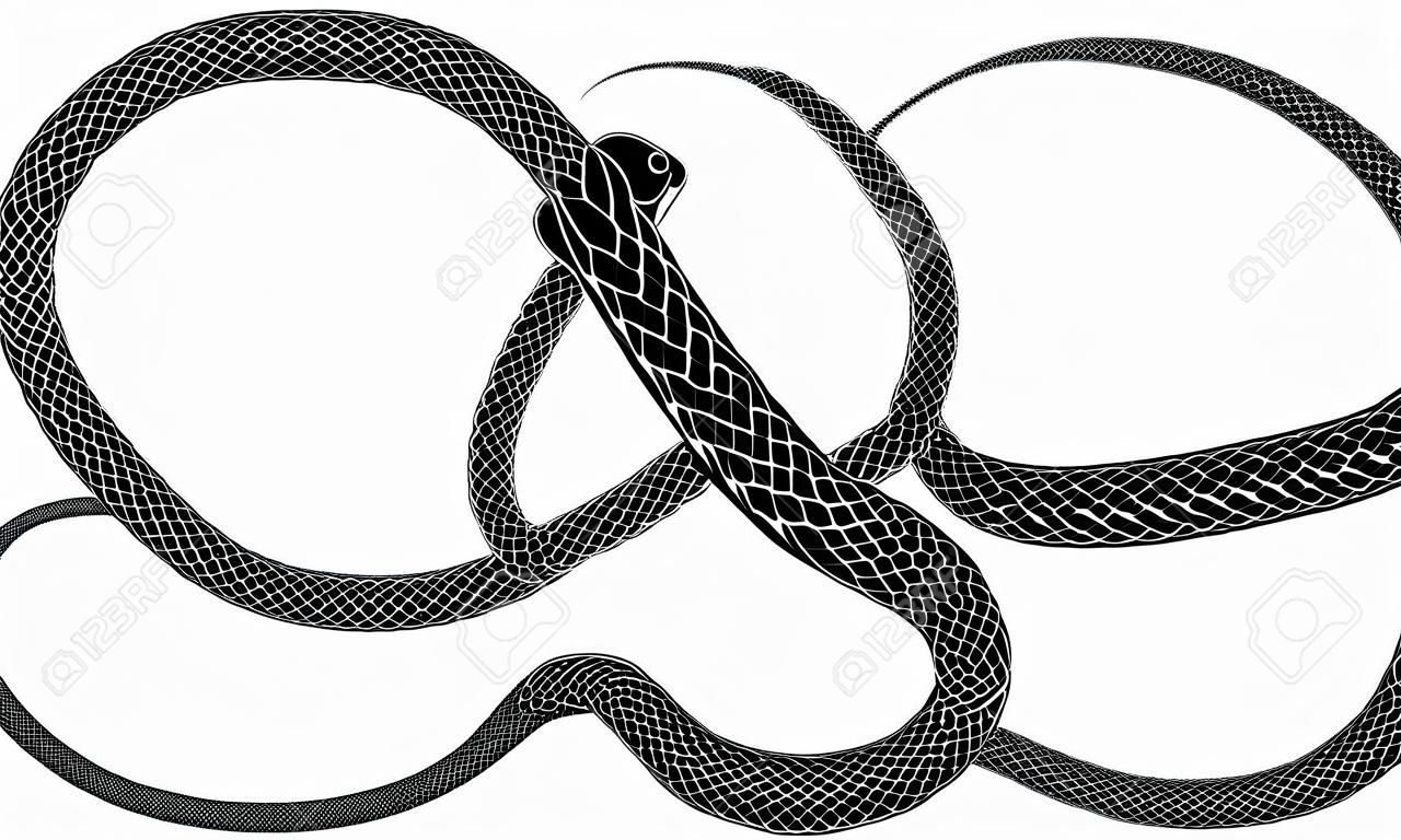 Serpent mord sa queue sous la forme d'un signe d'infini isolé sur fond blanc.