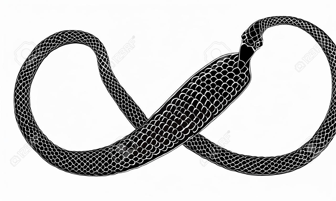ヘビは、白い背景に隔離された無限の兆候の形で尾を噛みます。