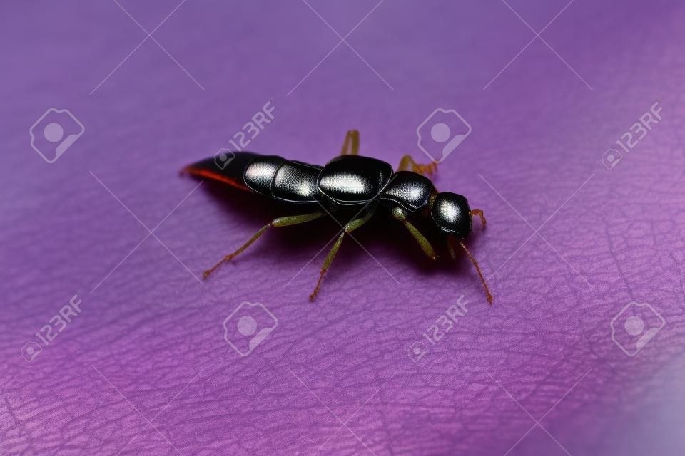 Escarabajo de latigazo cervical del género Paederus