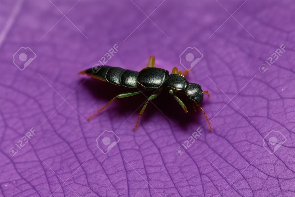 Escarabajo de latigazo cervical del género Paederus