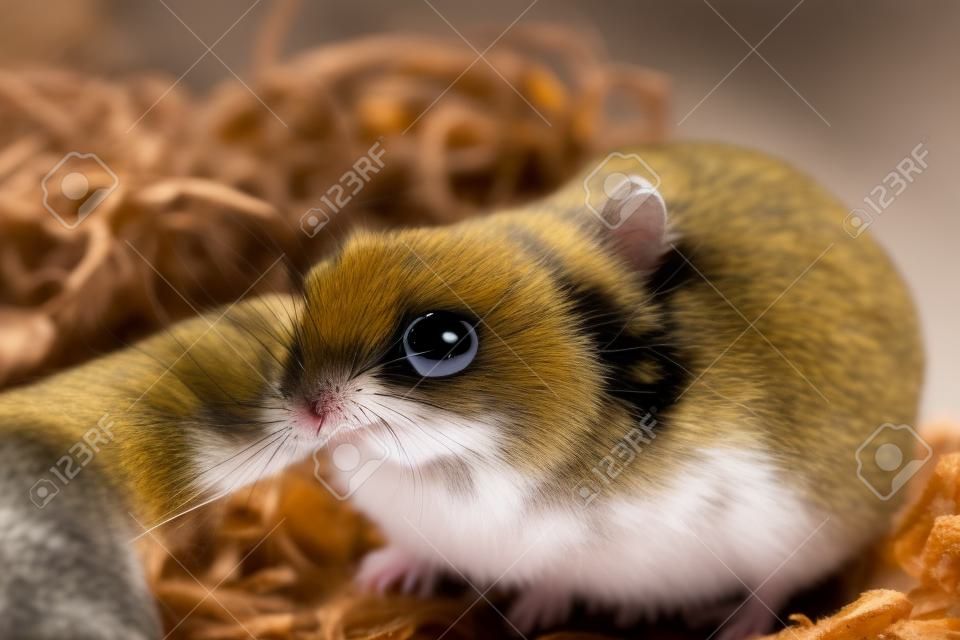 Campbell's dwarf hamster of the species Phodopus campbelli with selective focus
