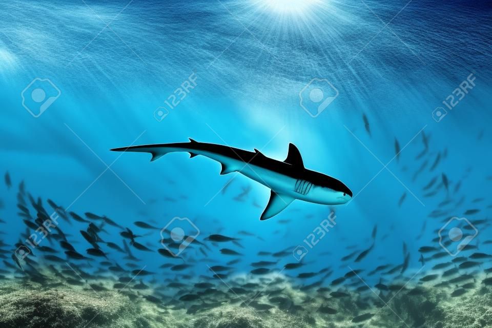 Tiburón y peces pequeños en el océano - fondo de naturaleza