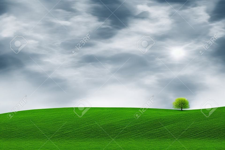 Landscape with alone tree over cultivated land
