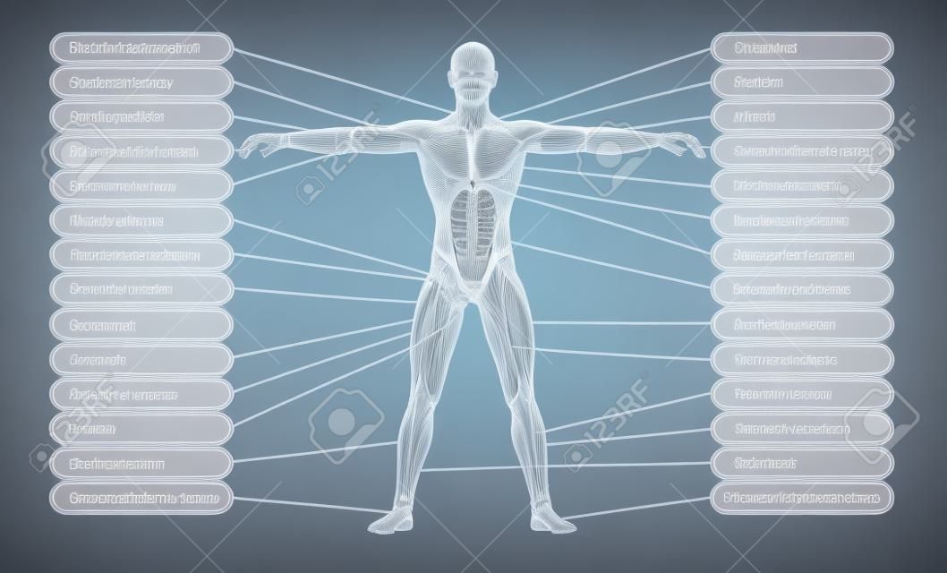 Концепция высокого разрешения или концептуальная 3D анатомия человека и мышцы на белом фоне в качестве метафоры к телу