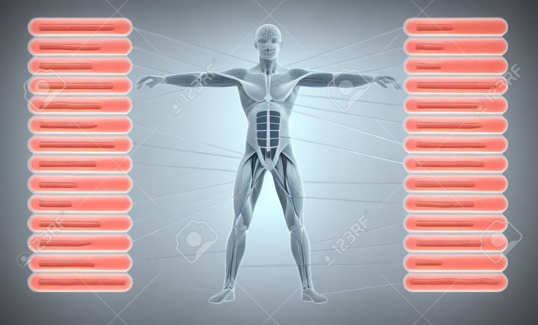 Концепция высокого разрешения или концептуальная 3D анатомия человека и мышцы на белом фоне в качестве метафоры к телу