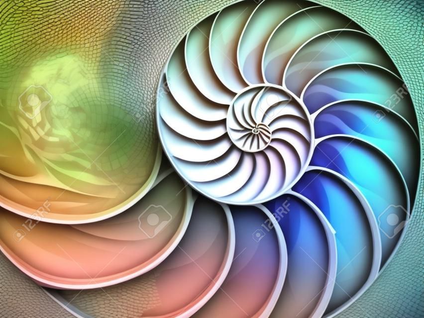 Perlenstruktur Nautilus-Symmetrie-Querschnitt im Inneren des Musters Naturhintergrundtextur