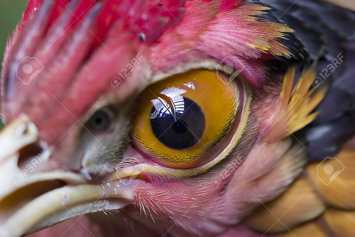 Куриный Глаз. Крупным Планом, Домашняя Курица (Gallus Gallus, Иногда -  Gallus Domesticus), Является Самой Многочисленной И Широко Распространенной  Птицей Фотография, картинки, изображения и сток-фотография без роялти.  Image 82016589