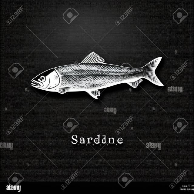Ilustración de sardina sobre fondo negro. Dibujo de peces en el vector. Mariscos dibujados en estilo grabado. Se utiliza para etiquetas adhesivas de tarros de conservas, etiquetas de tiendas, etc.