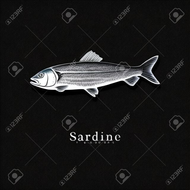 Ilustración de sardina sobre fondo negro. Dibujo de peces en el vector. Mariscos dibujados en estilo grabado. Se utiliza para etiquetas adhesivas de tarros de conservas, etiquetas de tiendas, etc.