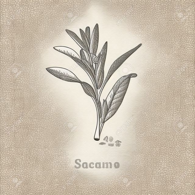Vector Sesame sketch. Drawn spice herb in engraving style.