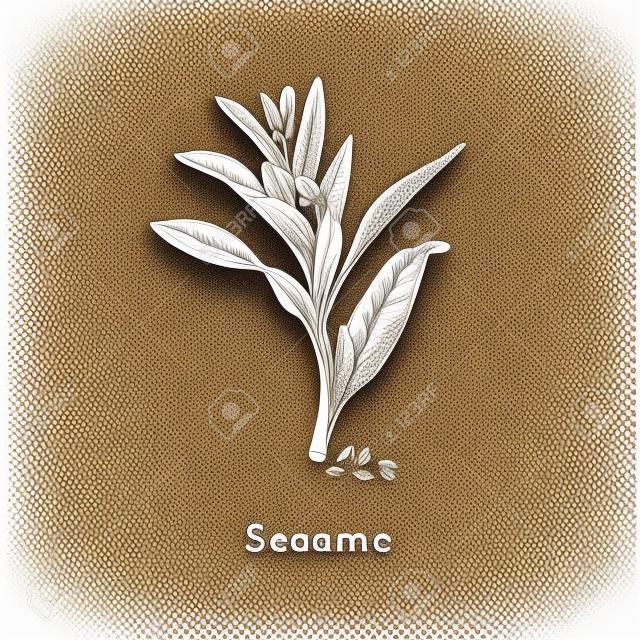 Vector Sesame sketch. Drawn spice herb in engraving style.