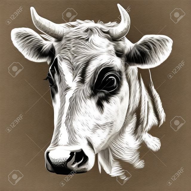 cow hand drawn vector llustration realistic sketch