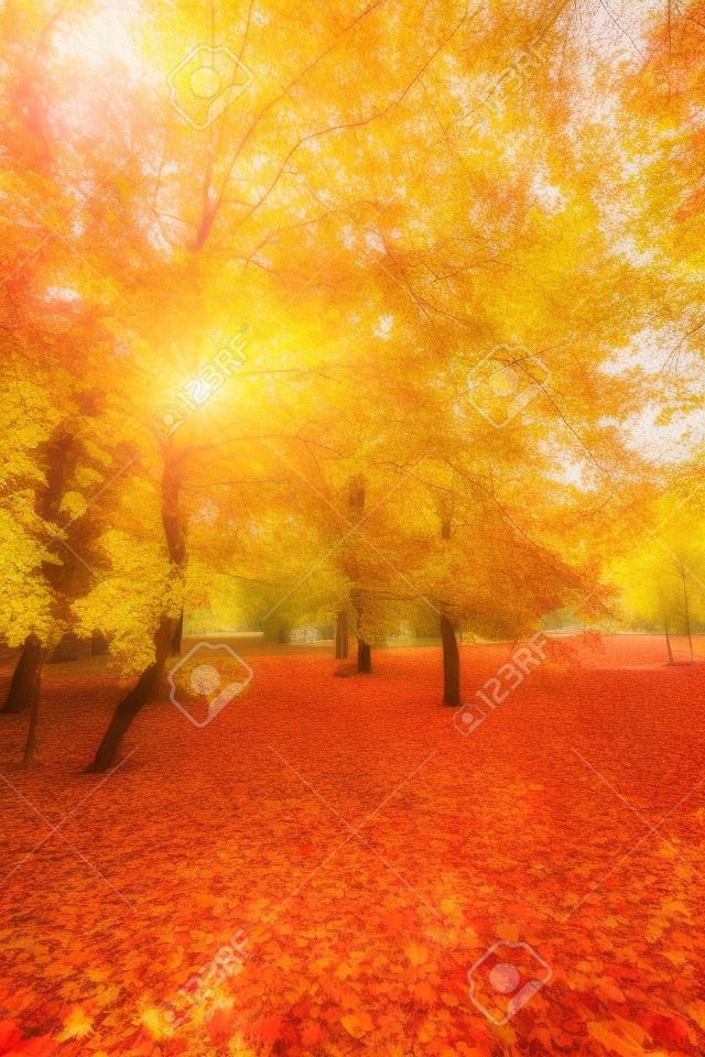beautiful colorful autumn park in sunny day