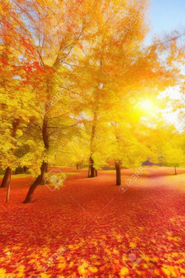 beautiful colorful autumn park in sunny day