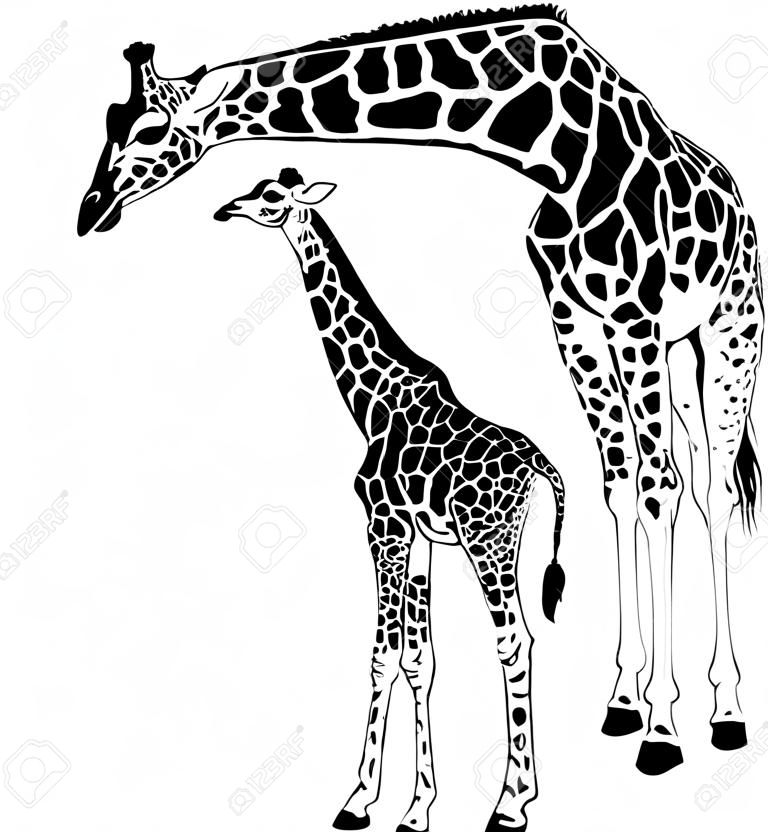 векторные иллюстрации матери и молодых жирафов