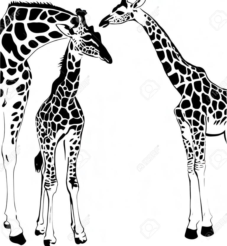 ilustração vetorial de mãe e girafa jovem