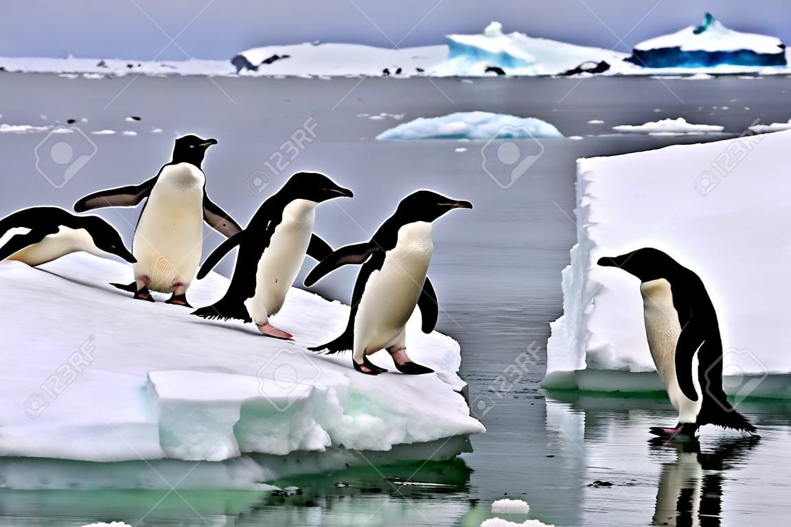 Antarcdtica의 빙산에있는 Adelie Penguins