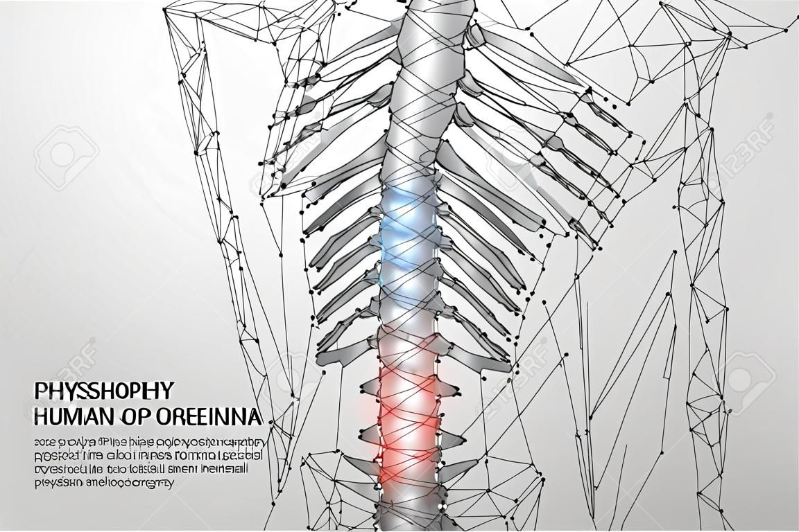 Linea di maglia astratta e colonna vertebrale umana di fisioterapia a punti. Operazione di chirurgia dell'area del dolore a basso poli. Illustrazione di vettore di ernia posteriore femminile di rendering poligonale