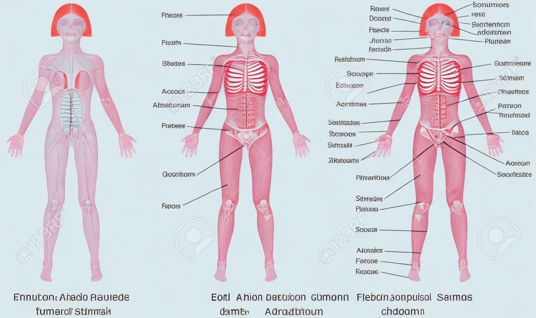 Carrocería femenina - Frente, anatomía de superficie, formas del cuerpo humano, vista anterior, las partes del cuerpo humano, anatomía general. Los nombres anatómicos y los correspondientes nombres comunes están indicadas para regiones específicas del cuerpo