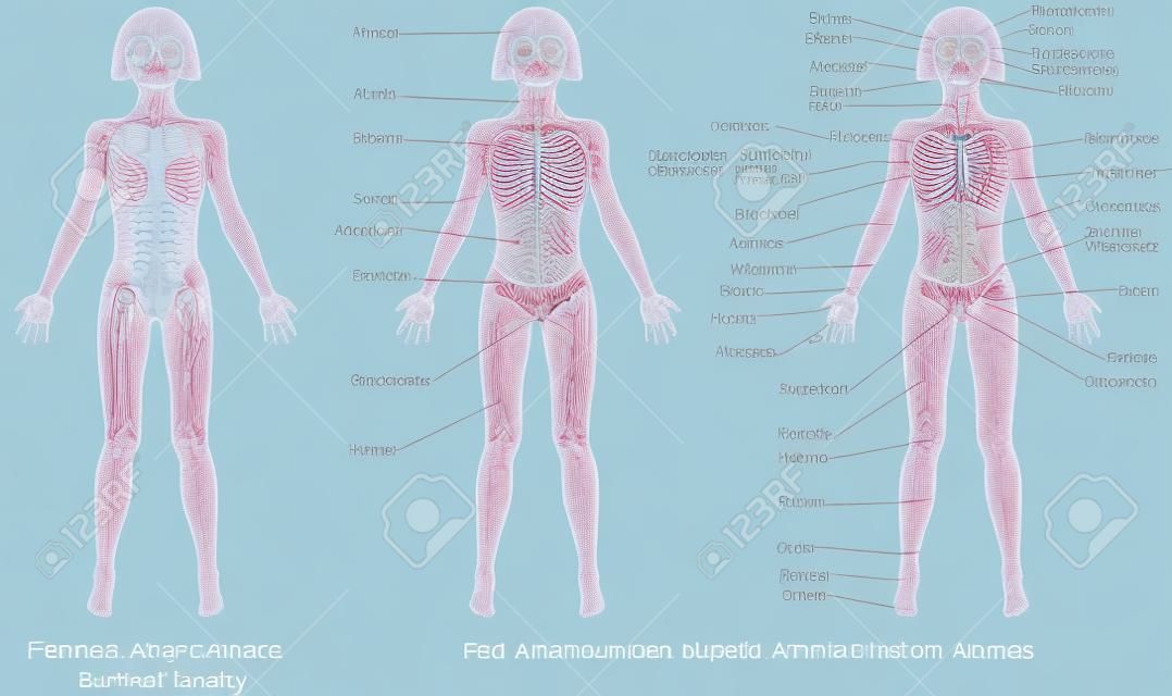 Corpo femminile - Front, anatomia di superficie, le forme del corpo umano, vista anteriore, parti del corpo umano, anatomia generale. I nomi anatomiche e corrispondenti nomi comuni sono indicati per le regioni specifiche del corpo