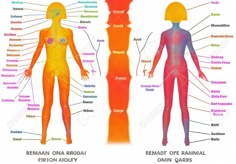 Regionen des weiblichen Körpers. Weiblicher Körper - Vorder- und Rückseite. Female Human Body Parts - Human Anatomy Chart. Die anatomischen Namen und entsprechenden gemeinsamen Namen sind für bestimmte Körperregionen angegeben