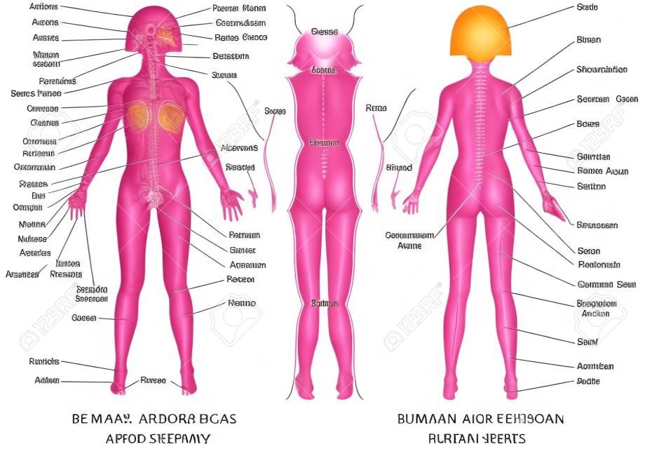Regio's van het vrouwelijk lichaam. Vrouwelijk lichaam - voor en achter. Vrouwelijke delen van het menselijk lichaam - menselijke anatomie grafiek. De anatomische namen en bijbehorende veel voorkomende namen zijn aangegeven voor specifieke lichaamsgebieden