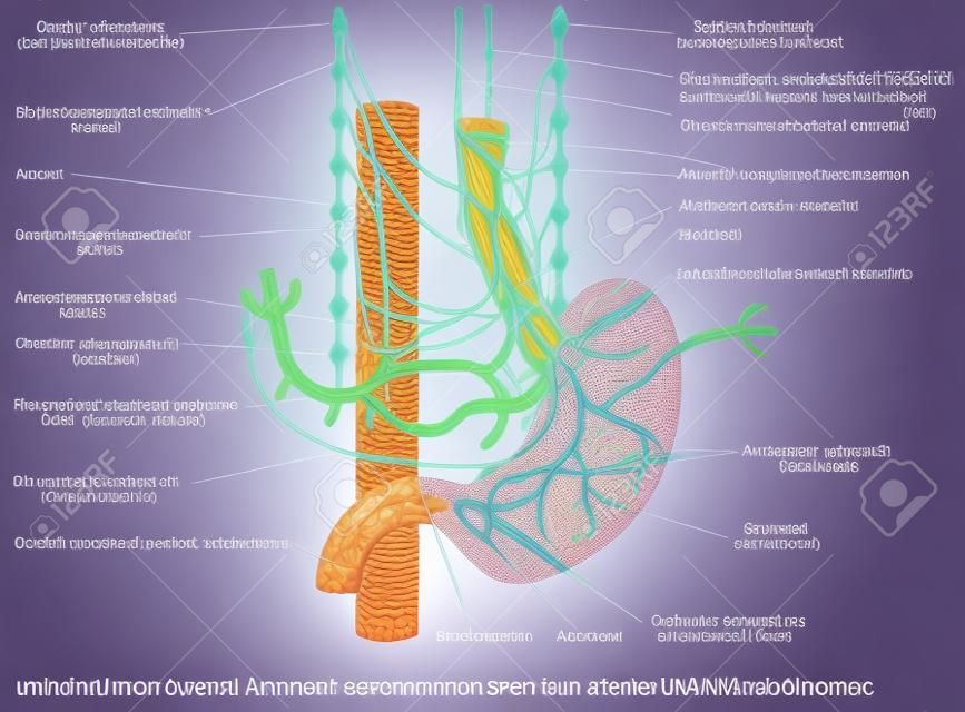 Abdomen. Nerves and lymphatics of abdominal esophagus and stomach. Nerve supply to the stomach. Autonomic Innervation of Stomach