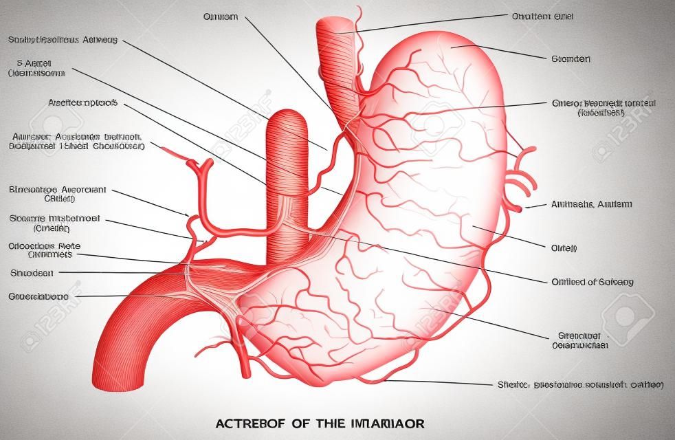 Arteries of the stomach. Arterial Blood Suply of the Stomach. Structure and function of Stomach Anatomy system on white background. Stomach anatomy of the human internal digestive organ