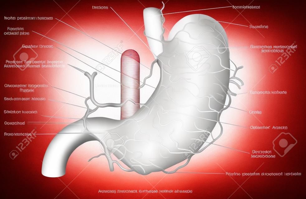 Arteries of the stomach. Arterial Blood Suply of the Stomach. Structure and function of Stomach Anatomy system on white background. Stomach anatomy of the human internal digestive organ