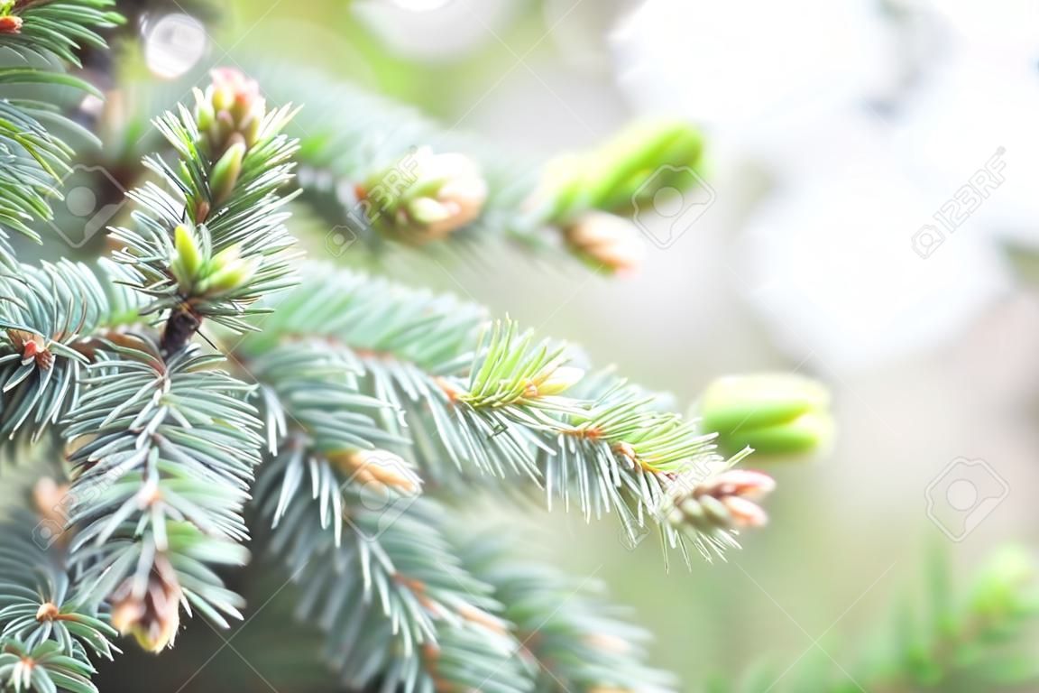 Blue spruce, green spruce, white , Colorado spruce, or Colorado blue spruce, Picea pungens branches with young needles. Natural background with plants