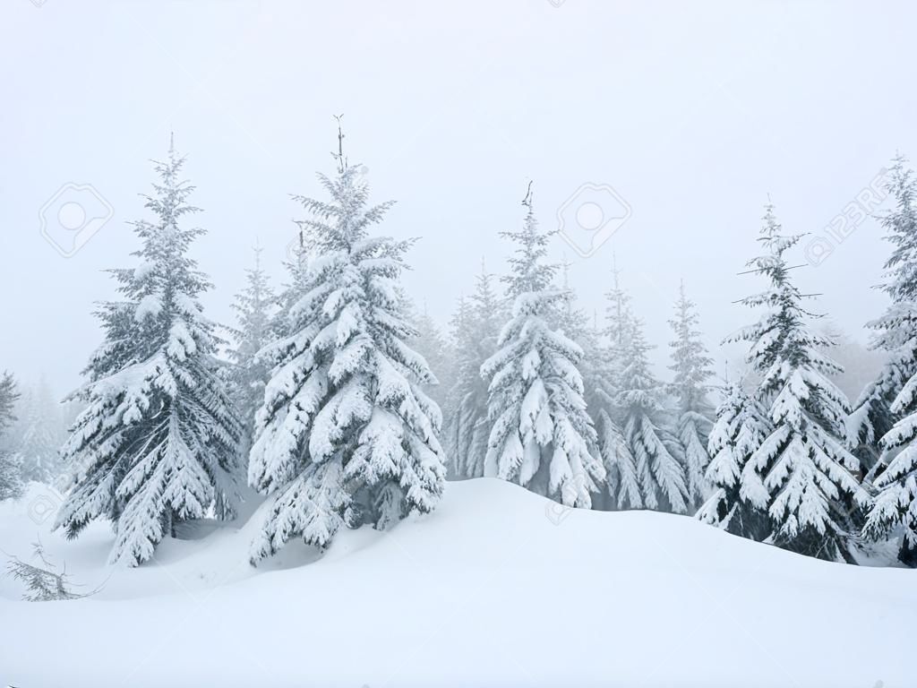 Tannen im Winternebel nach Schneesturm