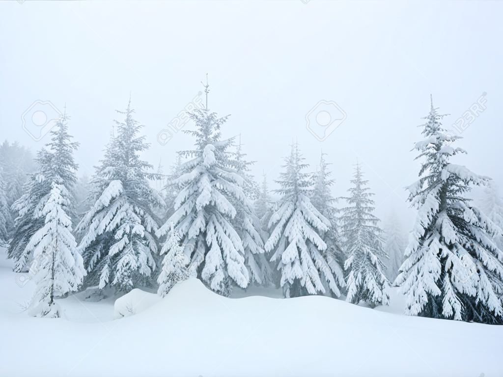 sapins dans le brouillard d'hiver après la tempête de neige
