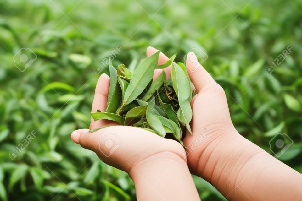 Asia culture concept image - A girl hold fresh organic tea bud   leaves in hand in plantation  the famous Oolong tea area in Alishan mountain  Taiwan