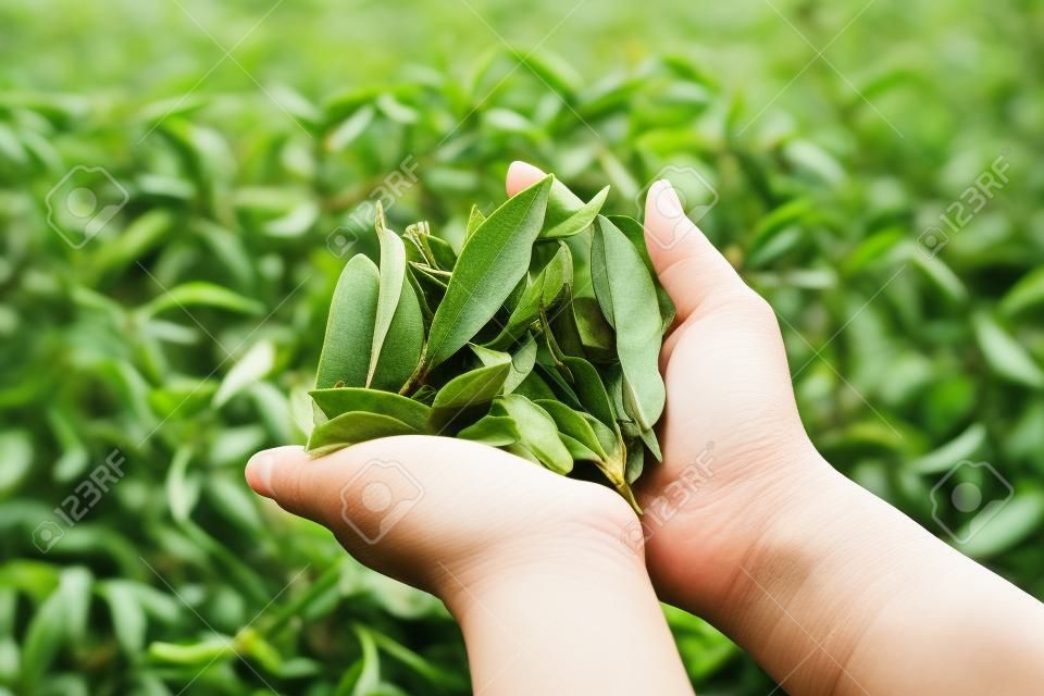 Asia culture concept image - A girl hold fresh organic tea bud & leaves in hand in plantation, the famous Oolong tea area in Alishan mountain, Taiwan