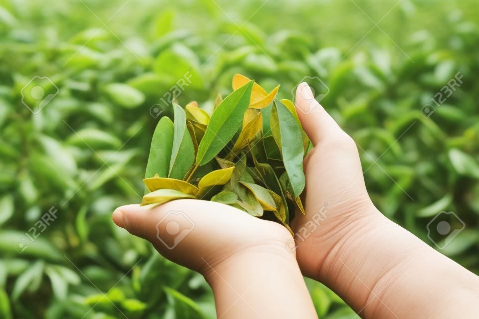 アジア文化概念イメージ - 女の子プランテーション、有名なウーロン茶阿里山、台湾地区での手で新鮮な有機茶芽・葉を保持します。
