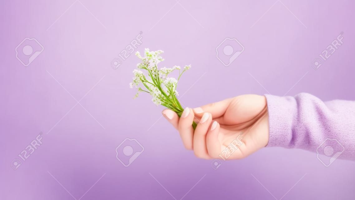 fleurs de statice dans les mains des femmes avec une manucure à la vanille