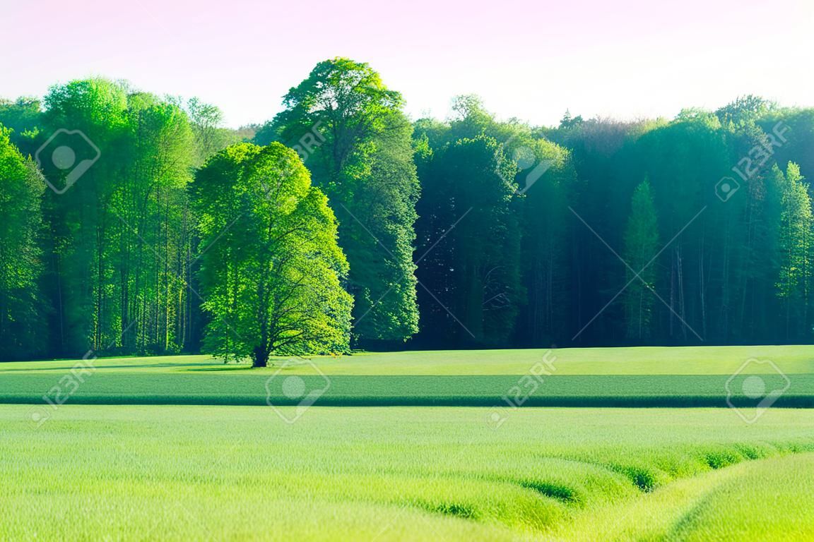 Bright green grass on the background of forests, agricultural field, pasture