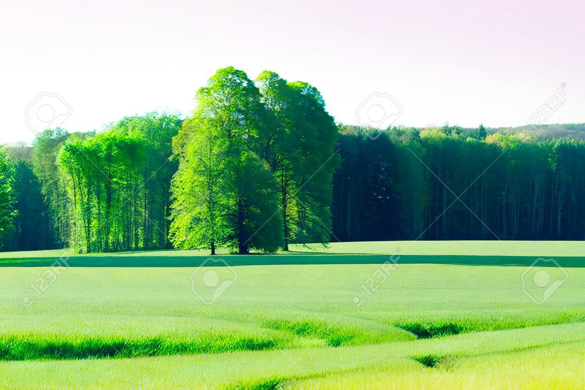 Bright green grass on the background of forests, agricultural field, pasture