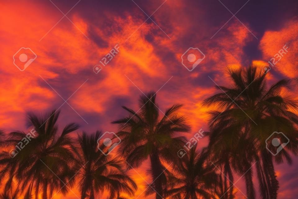 Árboles Tropic palmeras contra el cielo en la luz del atardecer