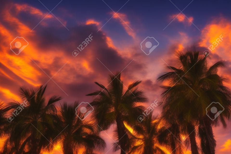 Árboles Tropic palmeras contra el cielo en la luz del atardecer