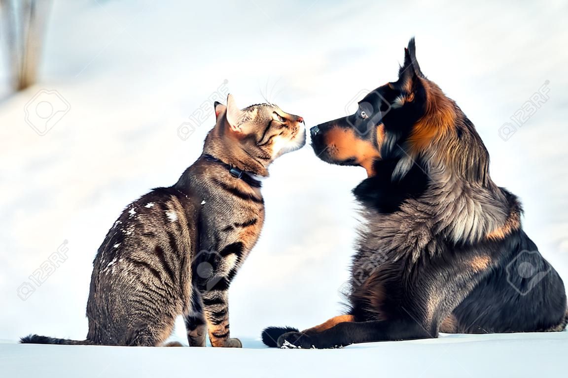 Katze und großer Hund sind beste Freunde und sitzen im Winter draußen im Schnee