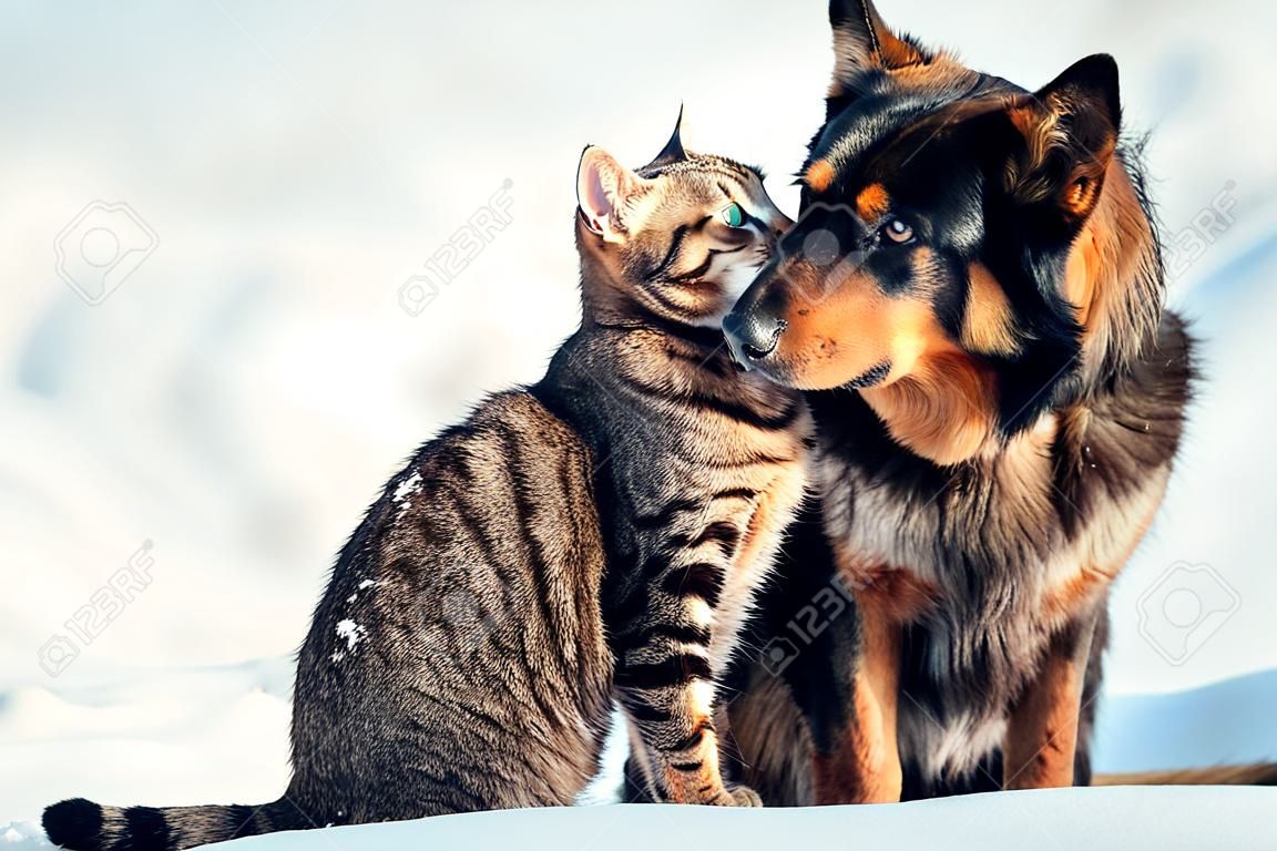 Katze und großer Hund sind beste Freunde und sitzen im Winter draußen im Schnee
