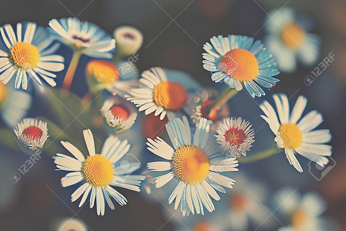 Vintage Erigeron flowers. Beautiful nature flowers background. Spring nature background