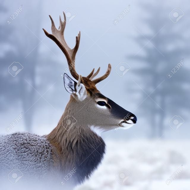 Kışın sabah sis ile ormanda vahşi geyik