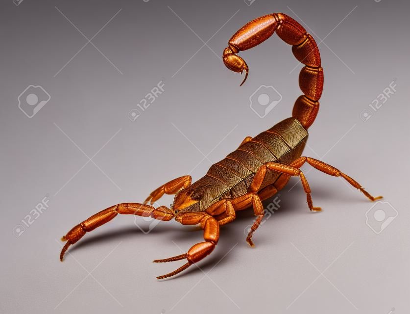 Коричневый Scorpion перед белом фоне.