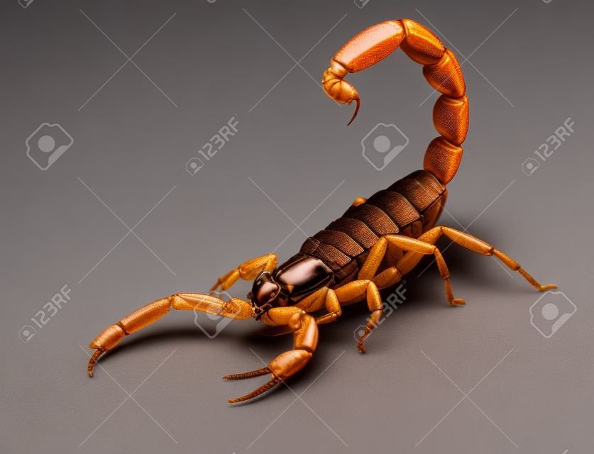 Коричневый Scorpion перед белом фоне.