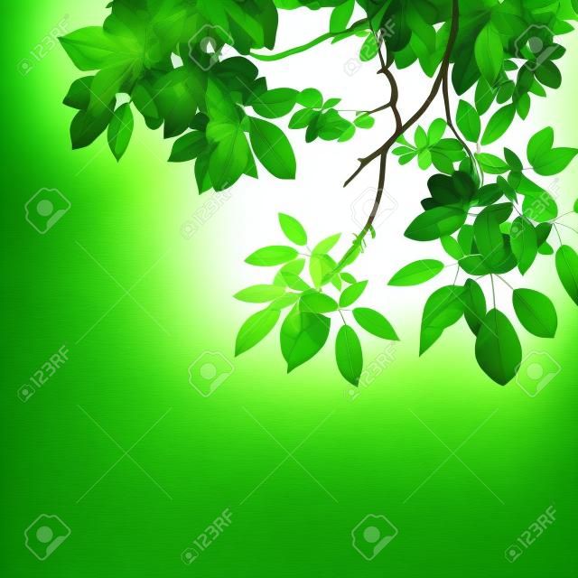 zielonym tle li?ci