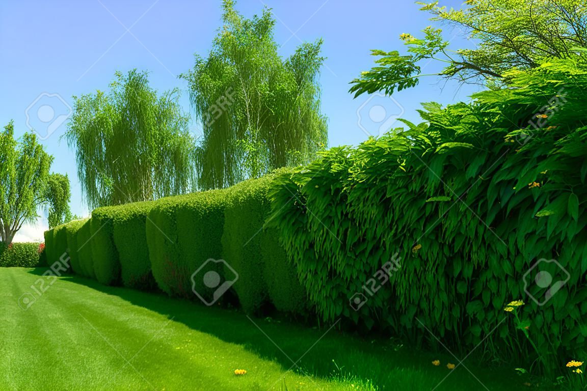 Accueil jardin paysage - une pelouse verte et une grande haie sur un fond de ciel bleu.